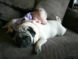 baby sleeping on pug