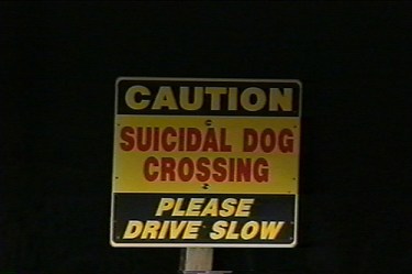 caution suicidal dog crossing
