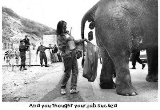 This may seem like the crappiest job, but she's catching it for a reason, someone is probably going to have to comb through it to assess the elephant's health.